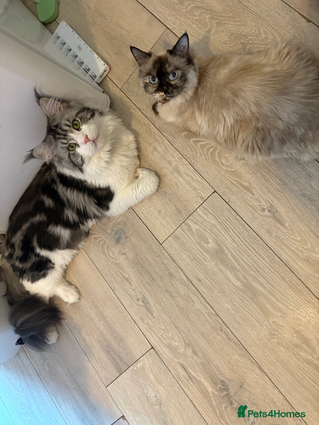 Maine Coon cats for sale: Maincoon X Ragdoll - Advert 2