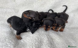Dachshund dogs for sale: Dachshunds - Image 3
