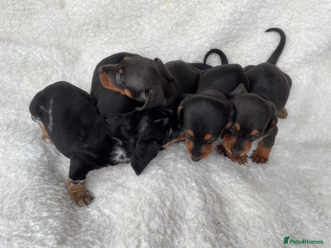 Dachshund dogs for sale: Dachshunds - Image 3