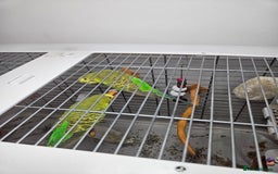 Budgerigars birds for sale: 2 Budgies for sale with cage - Image 2