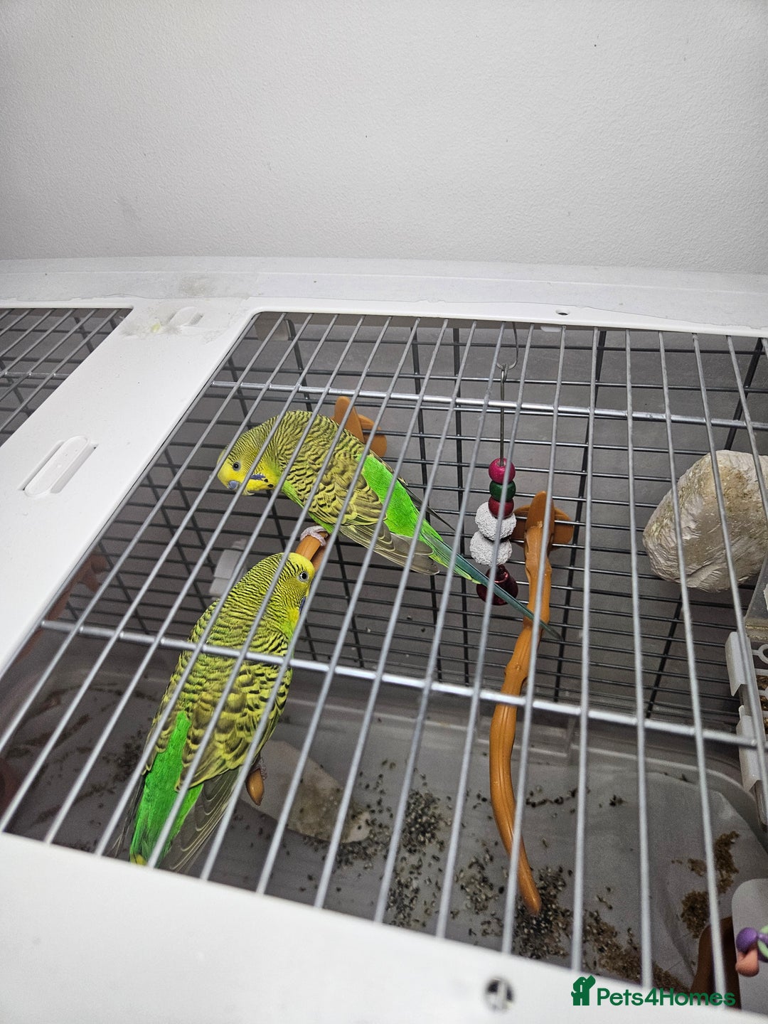 Budgerigars birds for sale: 2 Budgies for sale with cage - Image 2