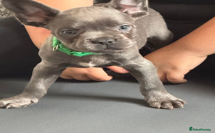 French Bulldog dogs - Advert 6