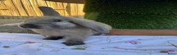 Mixed Breed rabbits for sale: Rabbits for sale - Advert 19