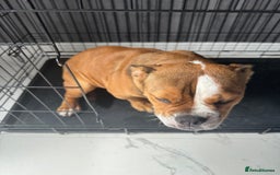 Old Tyme Bulldog dogs for sale: Red/ white old tyme english bulldog - Image 3