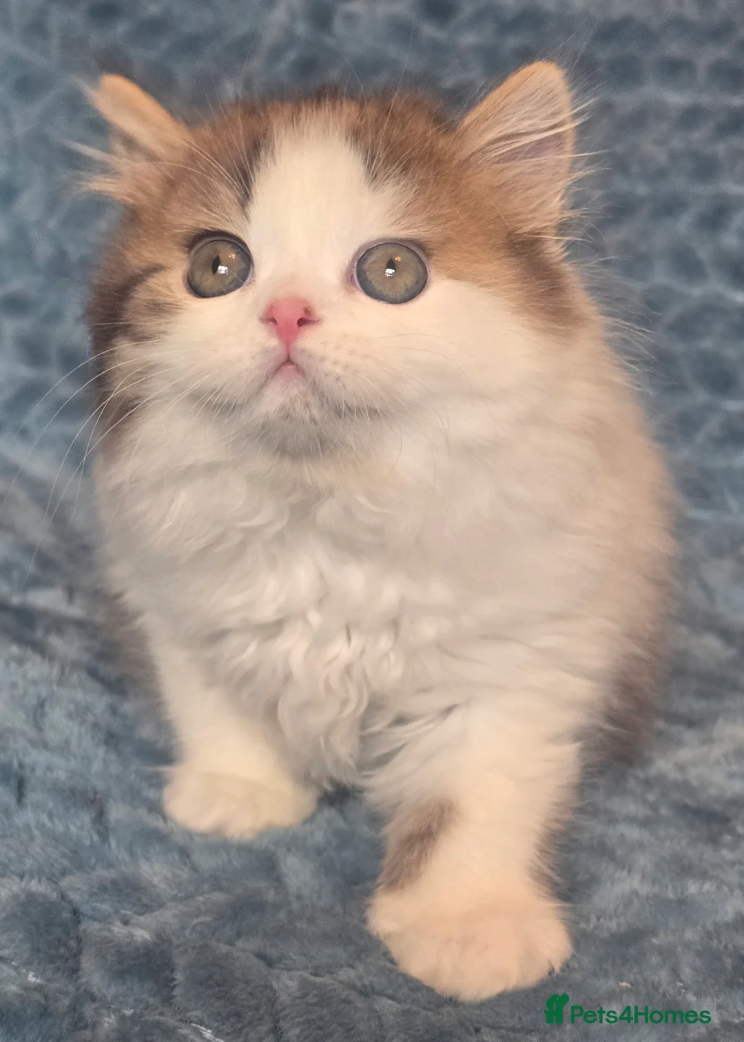 British Shorthair cats for sale: TICA registered British shorthair kittens - Advert 15