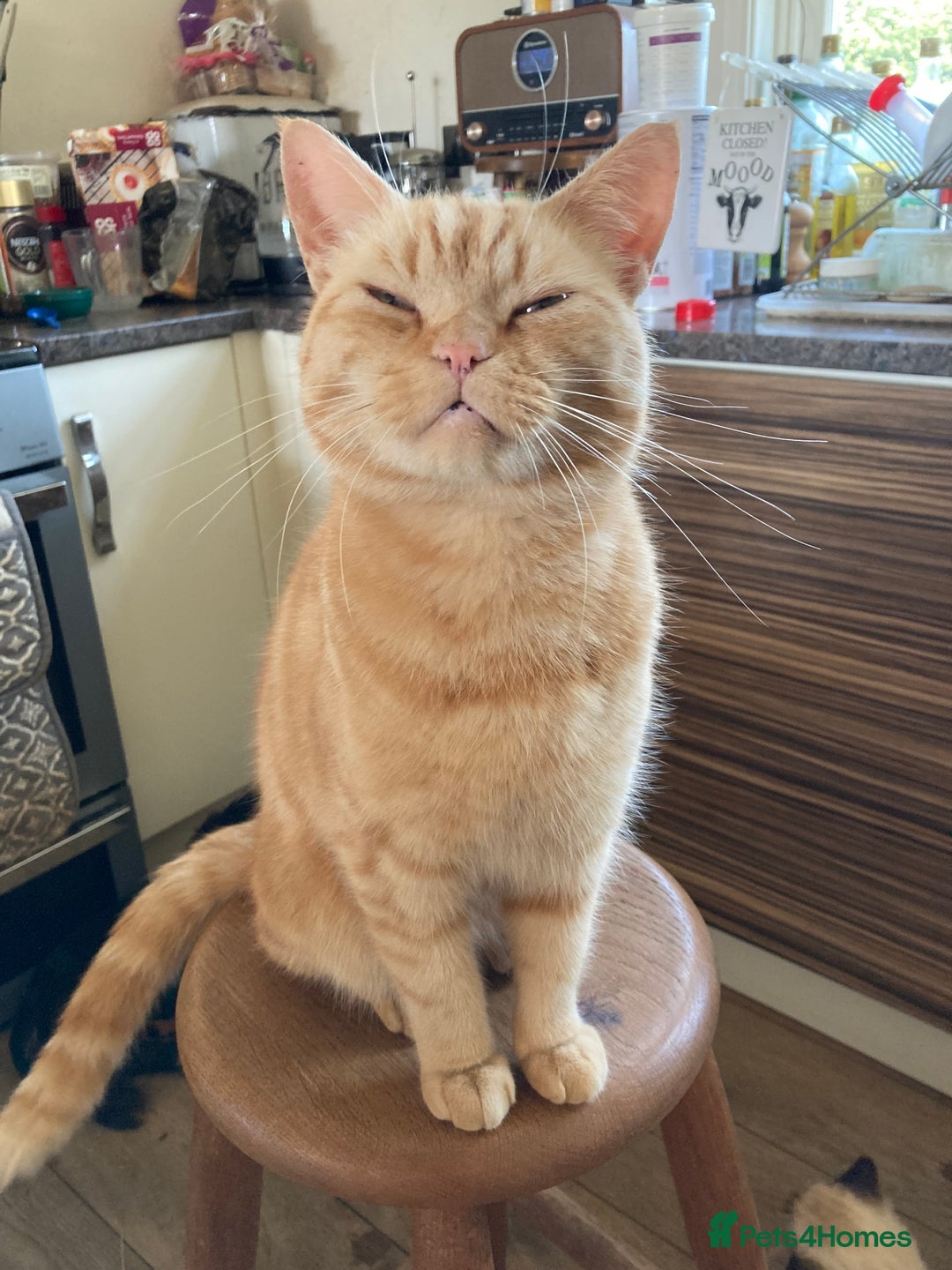 Persian cats for sale: GORGEOUS PERSIAN X KITTENS - Advert 24