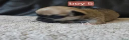Chihuahua dogs for sale: 5 chiuaua baby boys - Advert 11