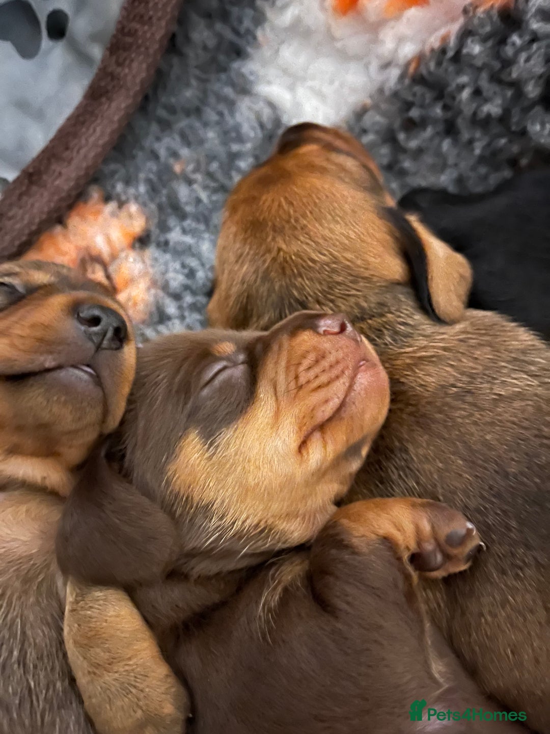 Miniature Dachshund dogs for sale: Four beautiful mini daushunds for sale - Advert 2