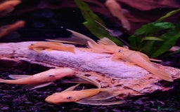 Other/Mixed Breed fish for sale: Fish Stock List - Updated Regularly  - Image 1