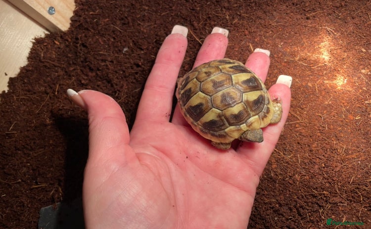 Hermann Tortoise reptiles - Advert 14