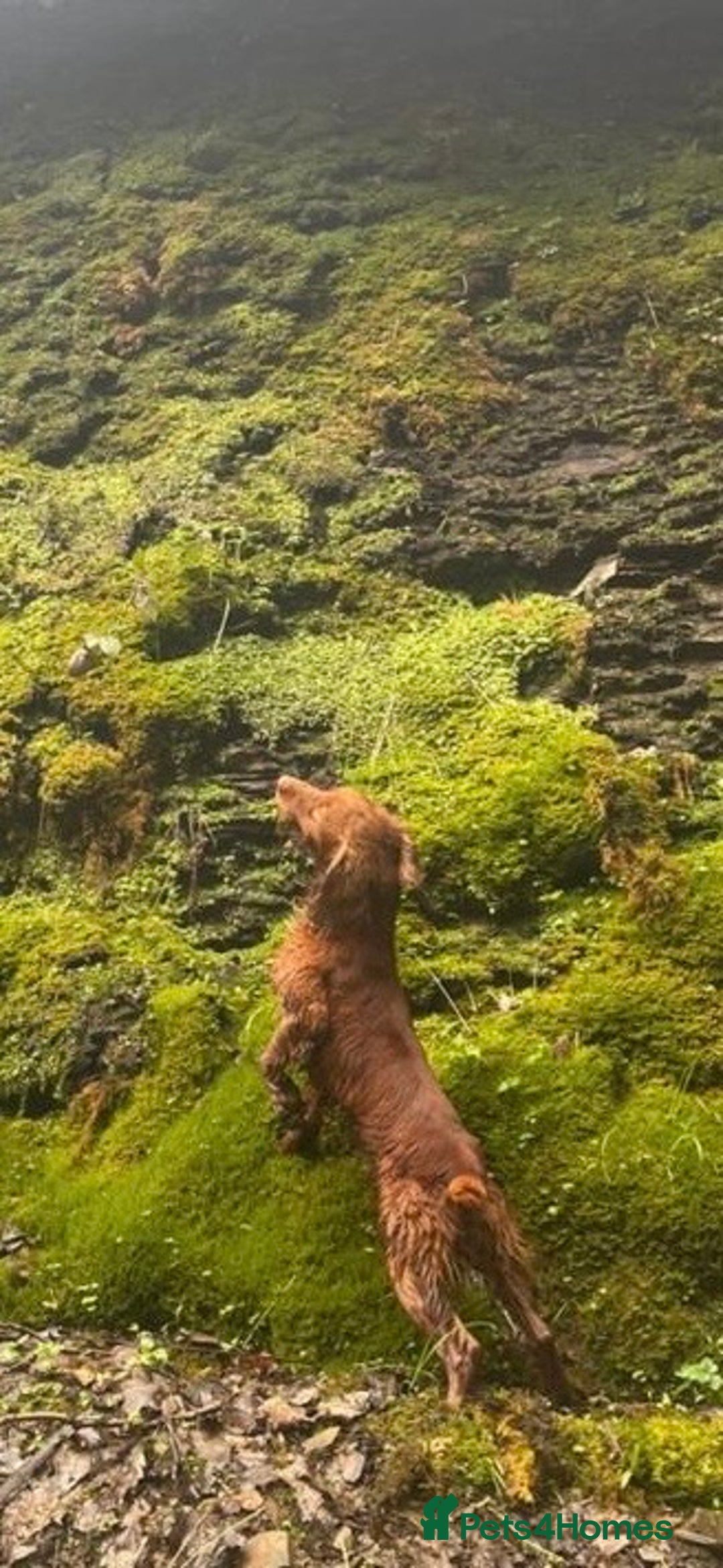 Cocker Spaniel dogs for stud: Handsome working cocker spaniel for stud!! - Advert 4