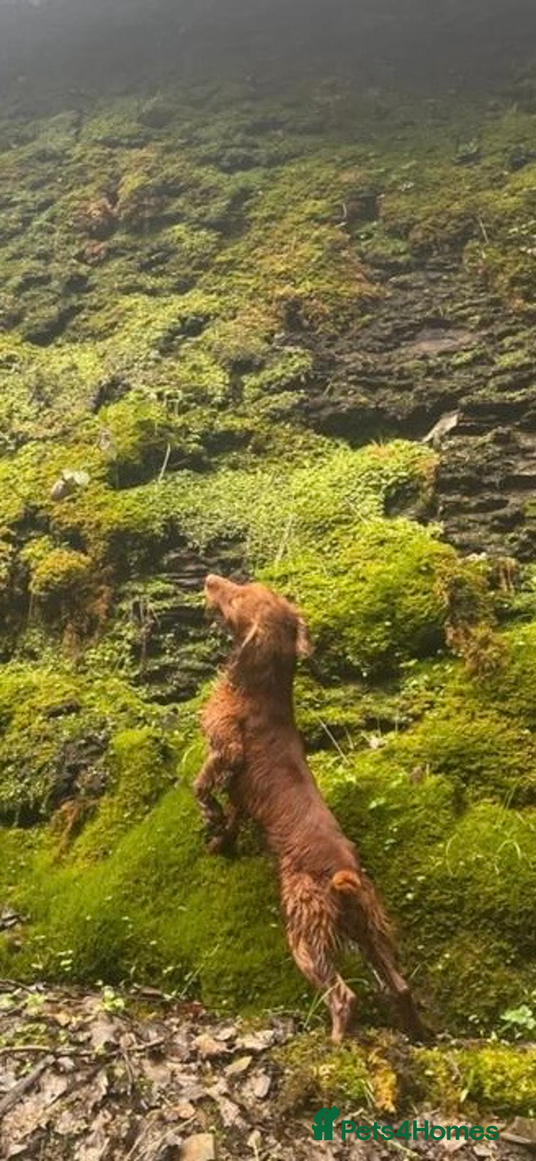 Cocker Spaniel dogs for stud: Handsome working cocker spaniel for stud!! - Advert 4