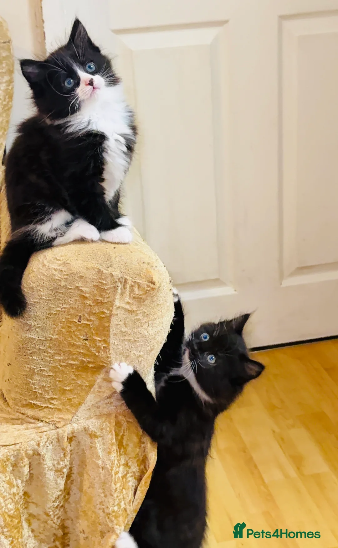 Mixed Breed cats for sale: 4 Beautiful Tuxedo Kittens (3 Long haired) <3 - Advert 25