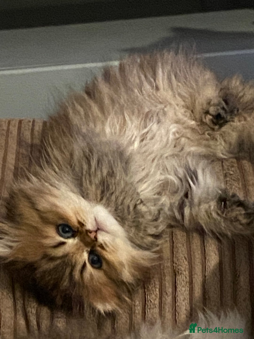 Persian cats for sale: Silver and golden chinchilla Persian kittens - Advert 8