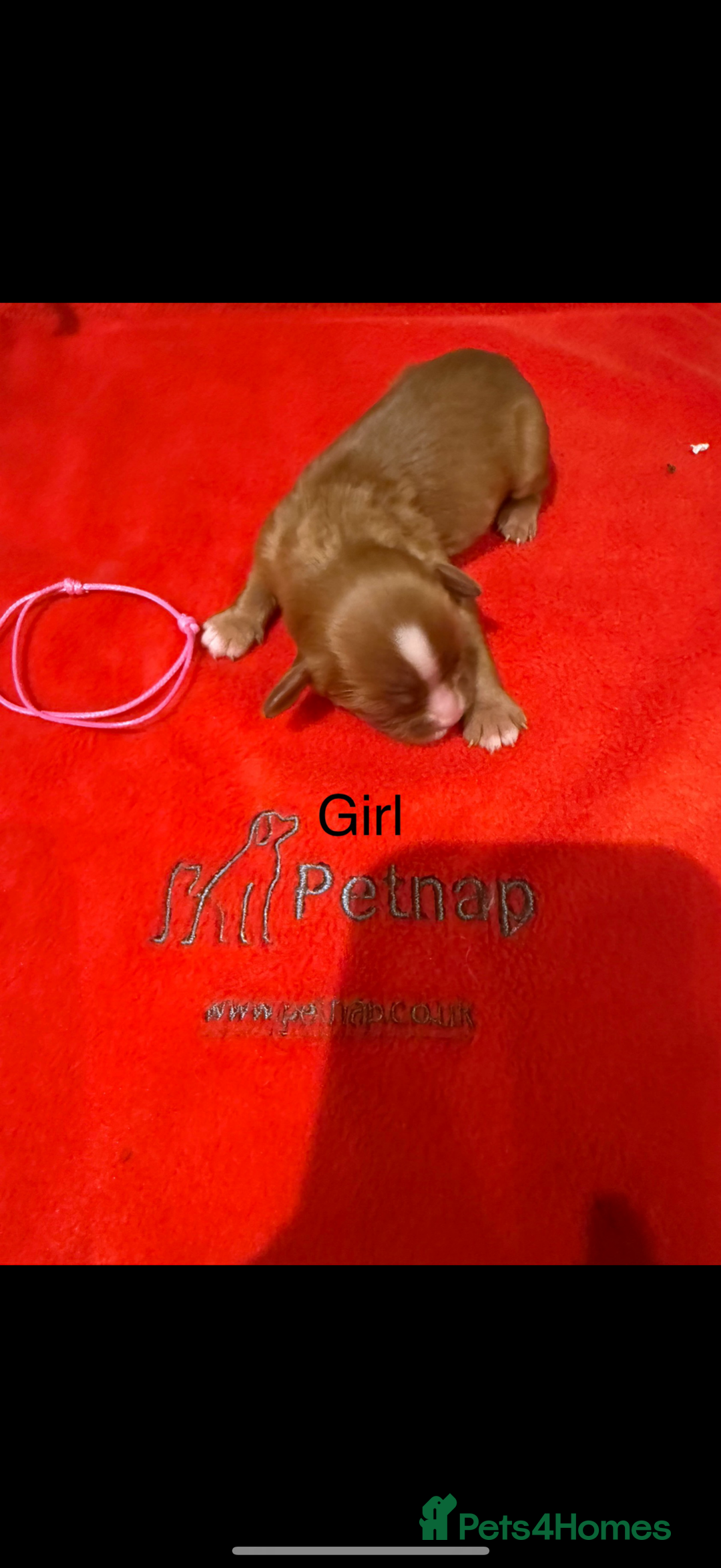 Cavalier King Charles Spaniel dogs for sale: Kc dna clear cavalier puppies available  - Image 9