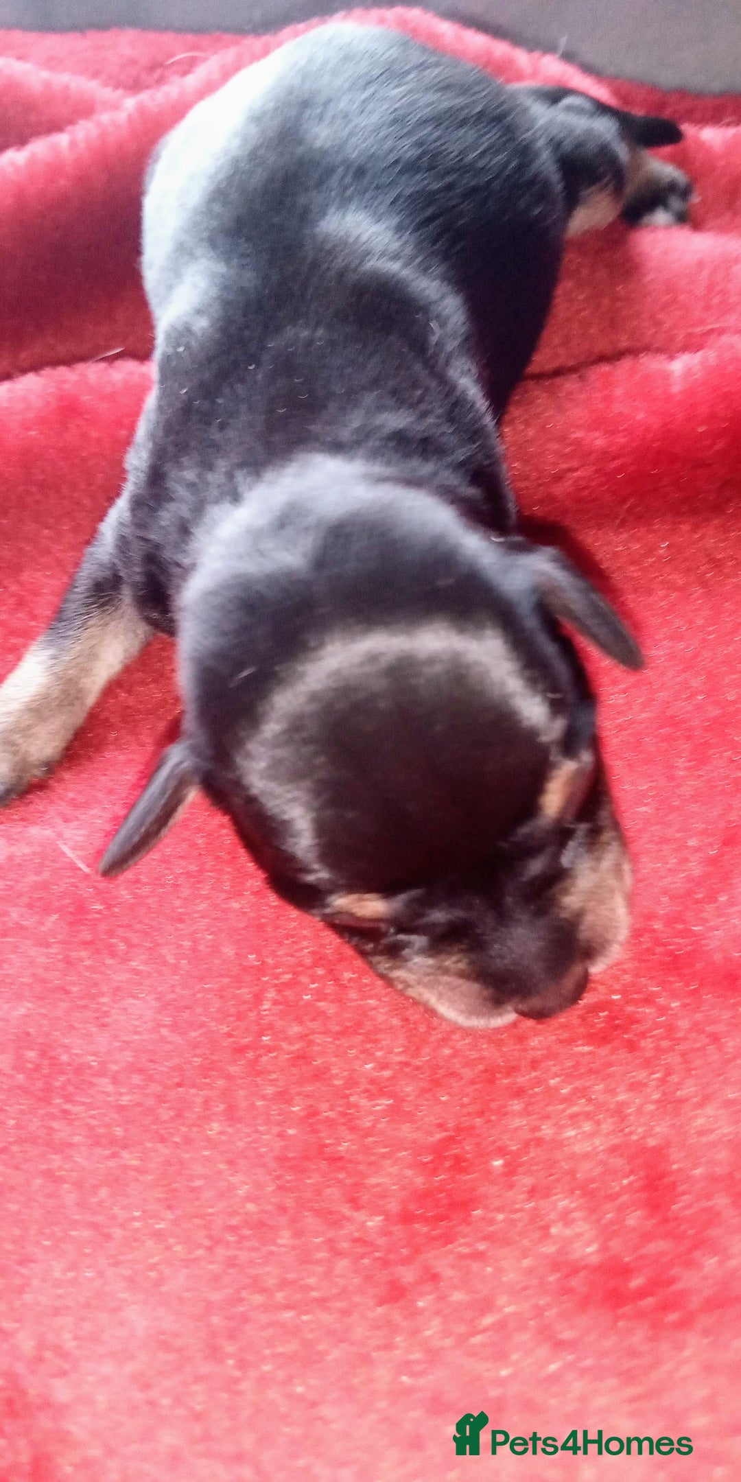 Miniature Schnauzer dogs for sale: Miniature Schnauzers Puppies - Advert 2