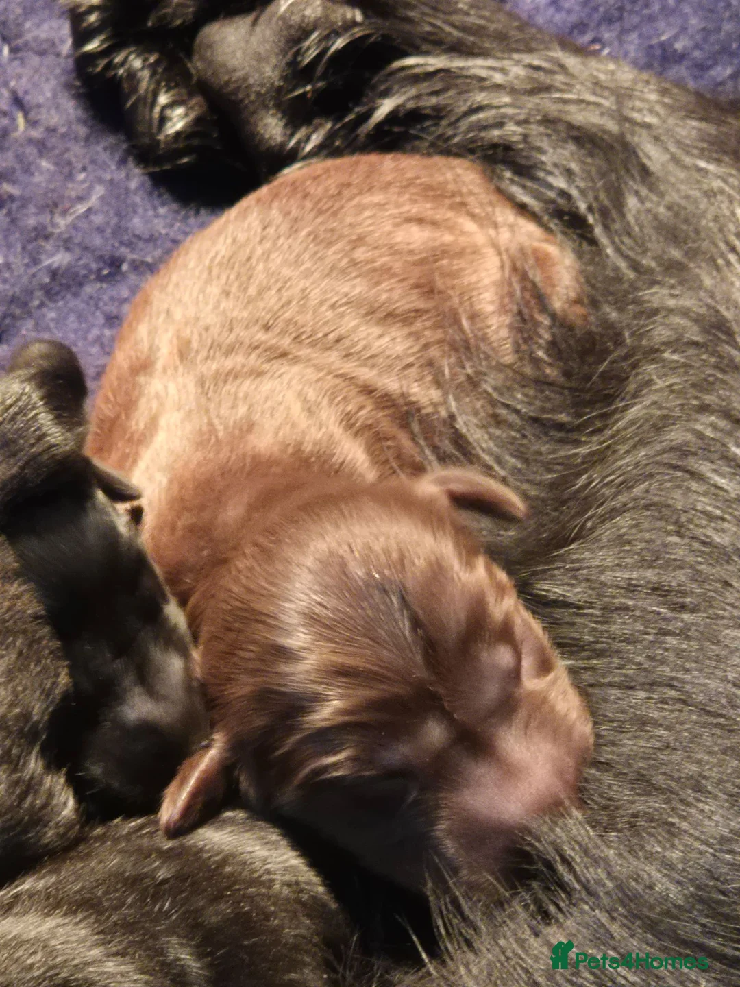 Flat coated Retriever dogs for sale: Wonderful litter - Advert 3