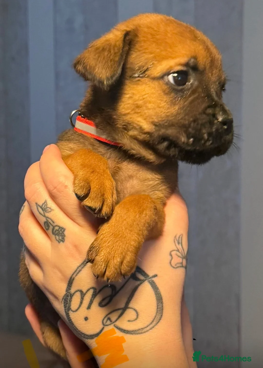 Mixed Breed dogs for sale: Rottweiler cross cane corso in Heathfield - Advert 2