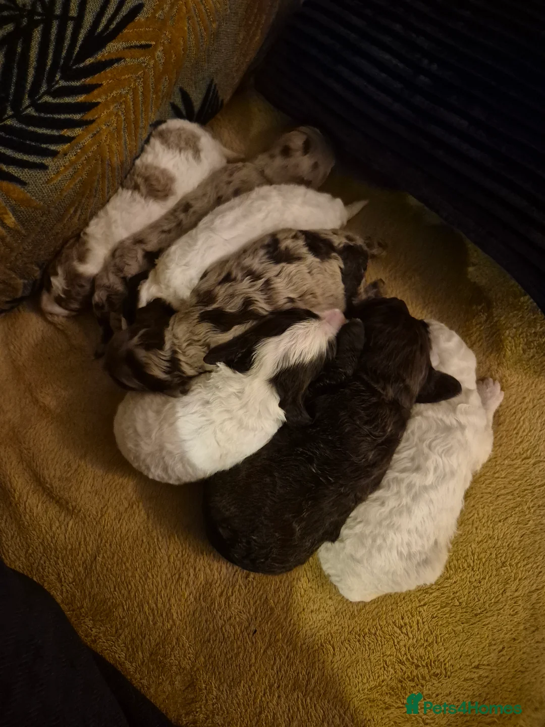 Cockapoo dogs for sale: Stunning F2B cockapoos - Advert 15