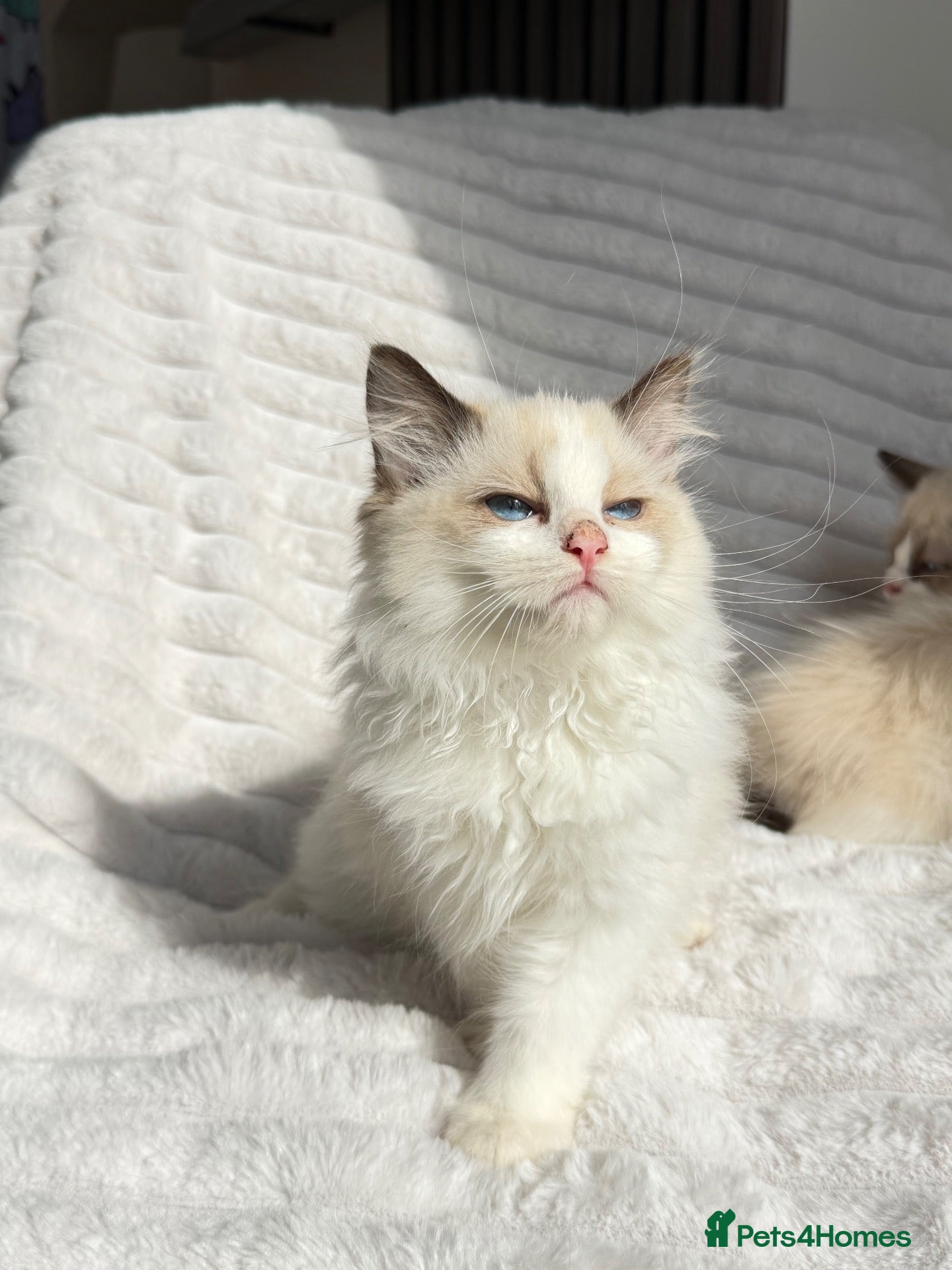 Ragdoll cats Stunning READY TO LEAVE RAGDOLLS - Advert 1
