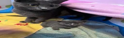 Mixed Breed cats for sale: Female Russian blue kitten - Advert 1