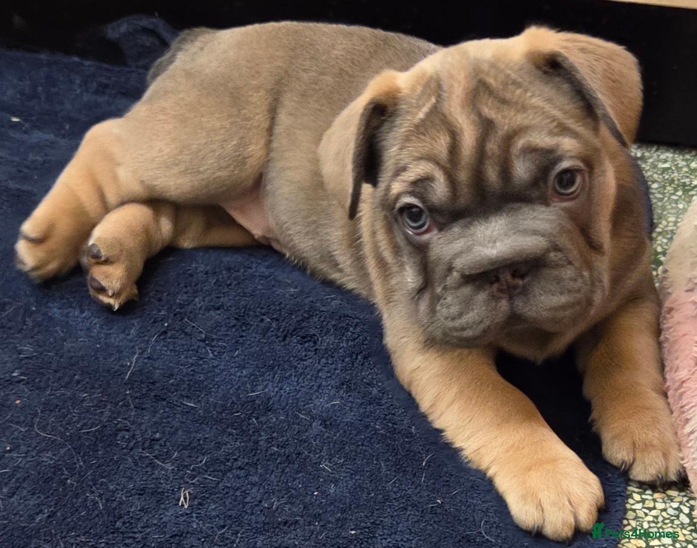 French Bulldog dogs Ready now French bull dog puppys male and female  - Advert 1