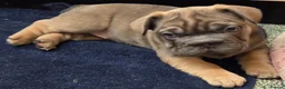 French Bulldog dogs for sale: Ready now French bull dog puppys male and female  - Advert 1