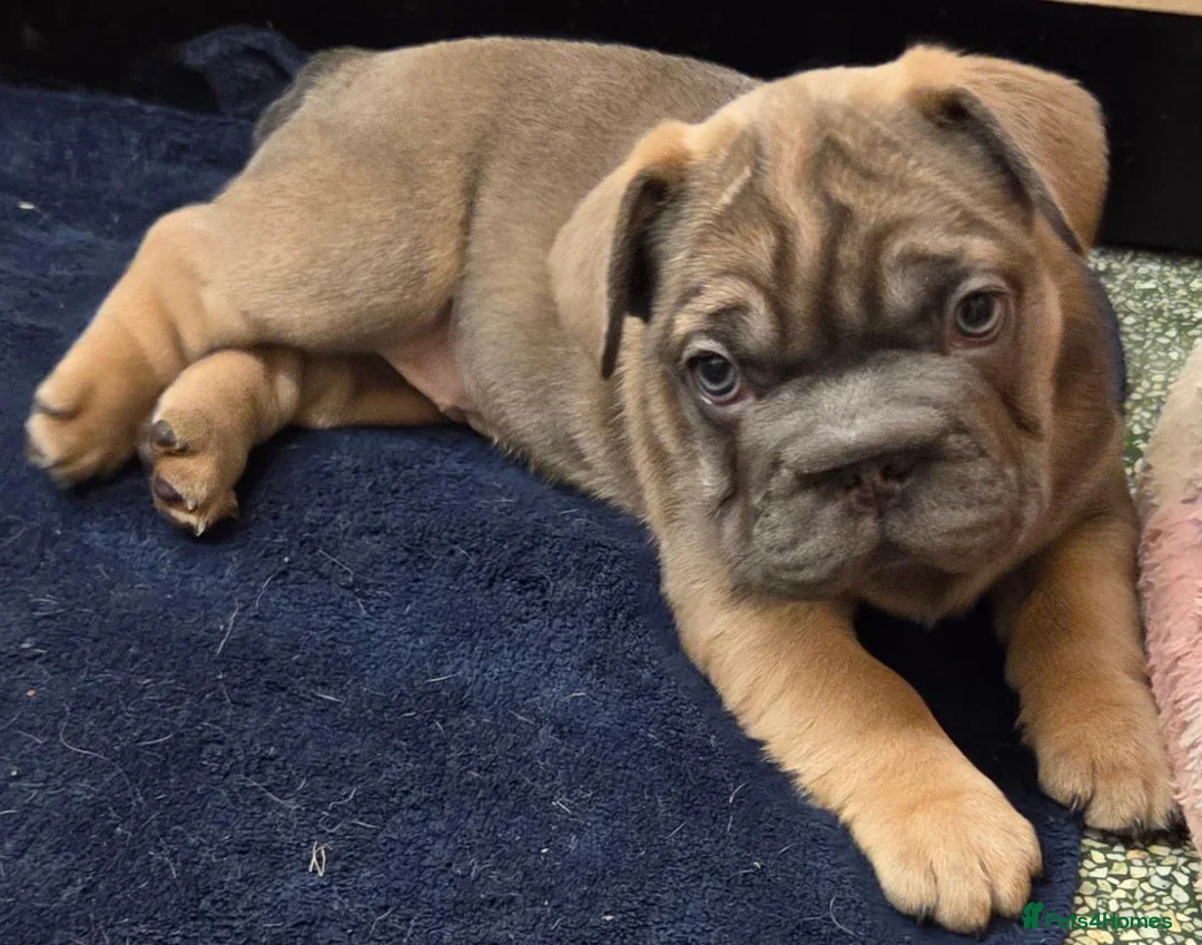 French Bulldog dogs for sale: Ready now French bull dog puppys male and female  - Advert 1