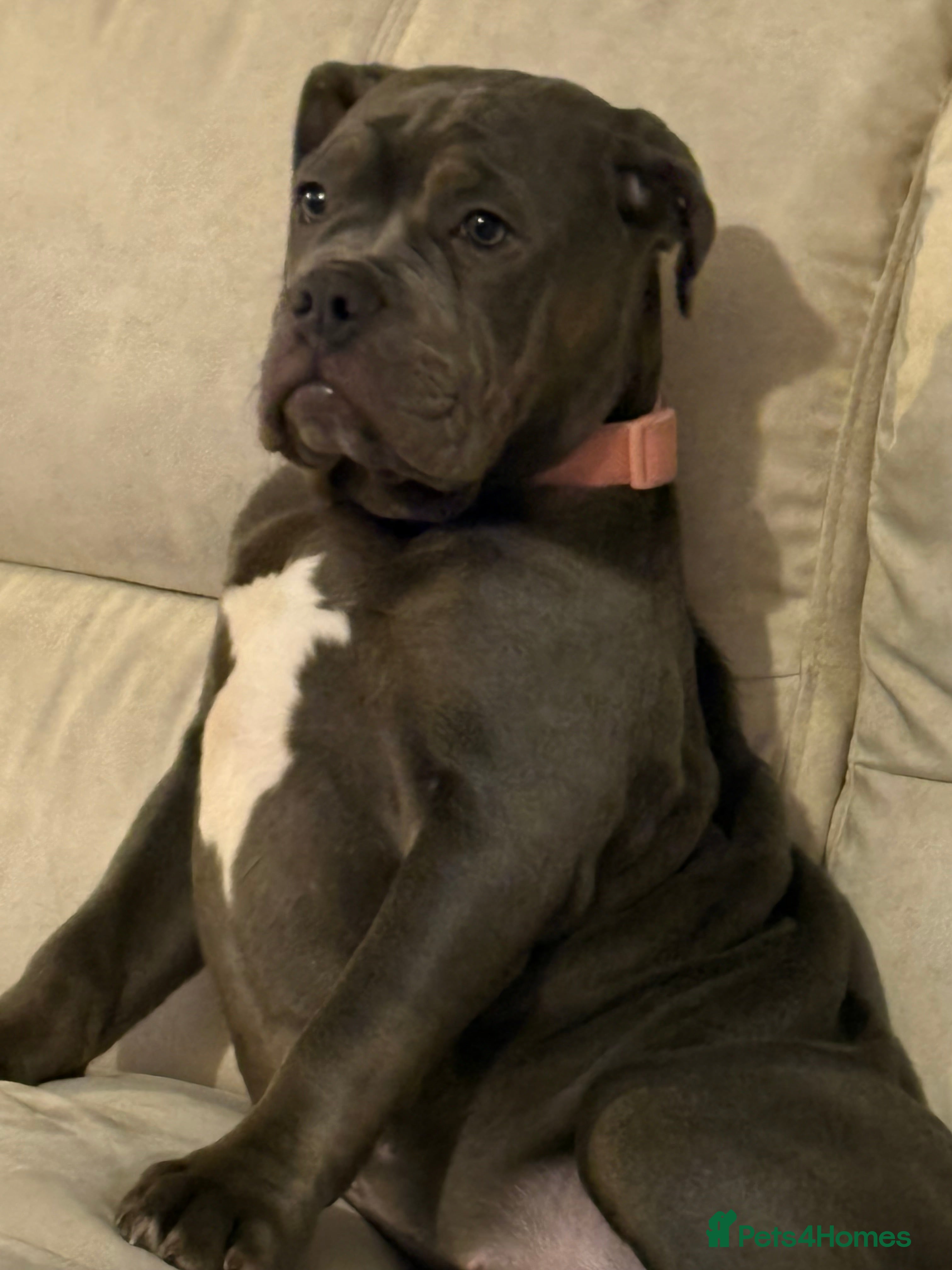 Dorset Olde Tyme Bulldogge dogs 5 month old girl  - Advert 16