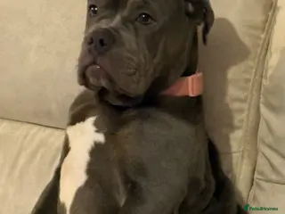 Dorset Olde Tyme Bulldogge dogs 5 month old girl - Advert 16