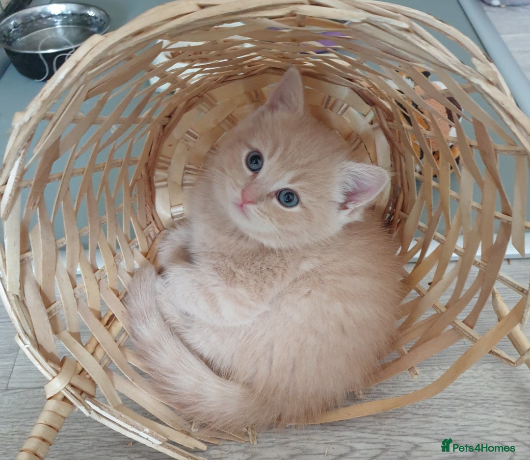 British Shorthair cats for sale: Pure British shirthair ready for new parents - Image 1