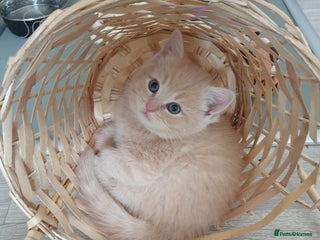 British Shorthair cats - Advert 18