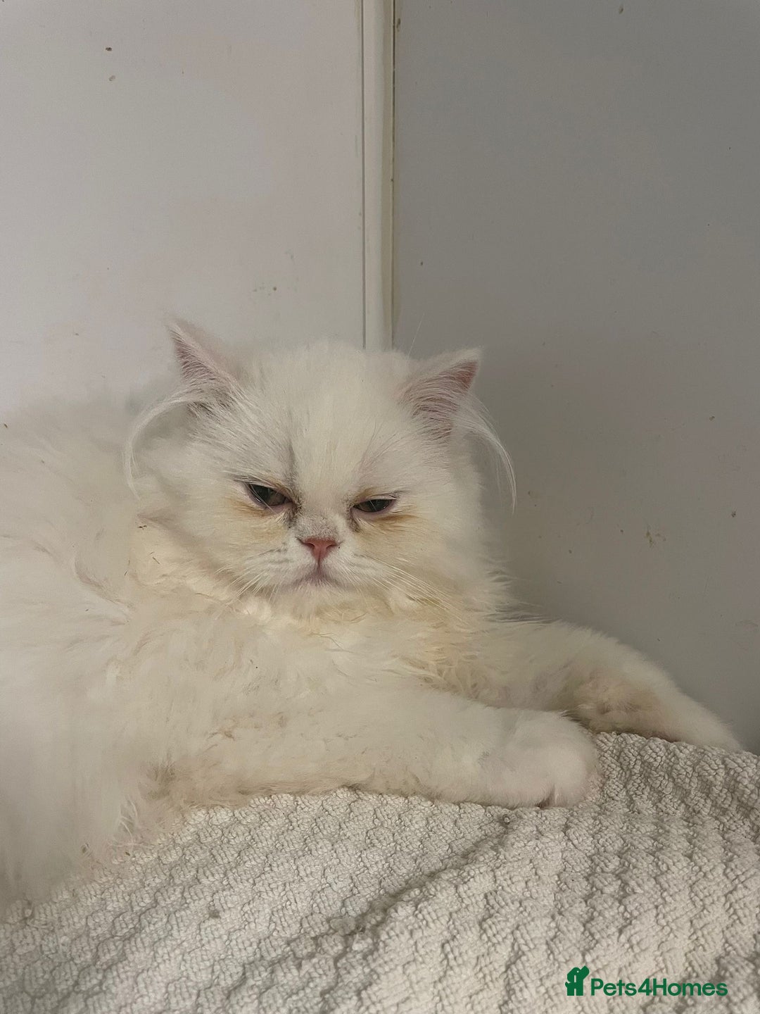 Persian cats for sale: Registered silver Persian boy - Advert 2