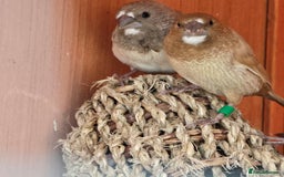 Mixed Breed birds for sale: BIRD AVIARY INCLUDING ALL BIRDS  - Image 6