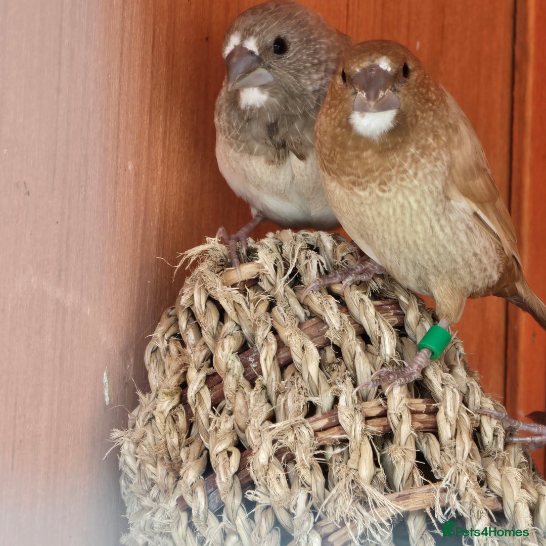 Mixed Breed birds for sale: BIRD AVIARY INCLUDING ALL BIRDS  - Image 6
