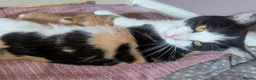 Turkish Van cats for sale: Beautiful little kittens  - Advert 1