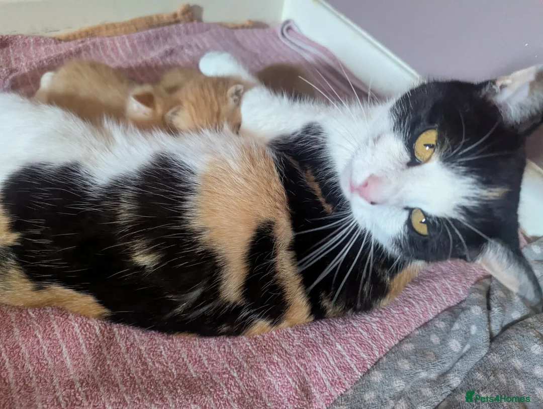 Turkish Van cats for sale: Beautiful little kittens  - Advert 1
