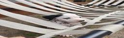 Dalmatian dogs for sale: 1 boy , 2 girls left  - Advert 37