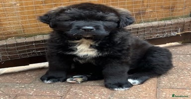 Mixed Breed dogs - Advert 1