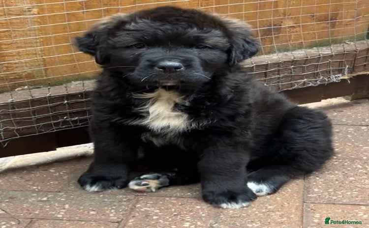 Mixed Breed dogs - Advert 1