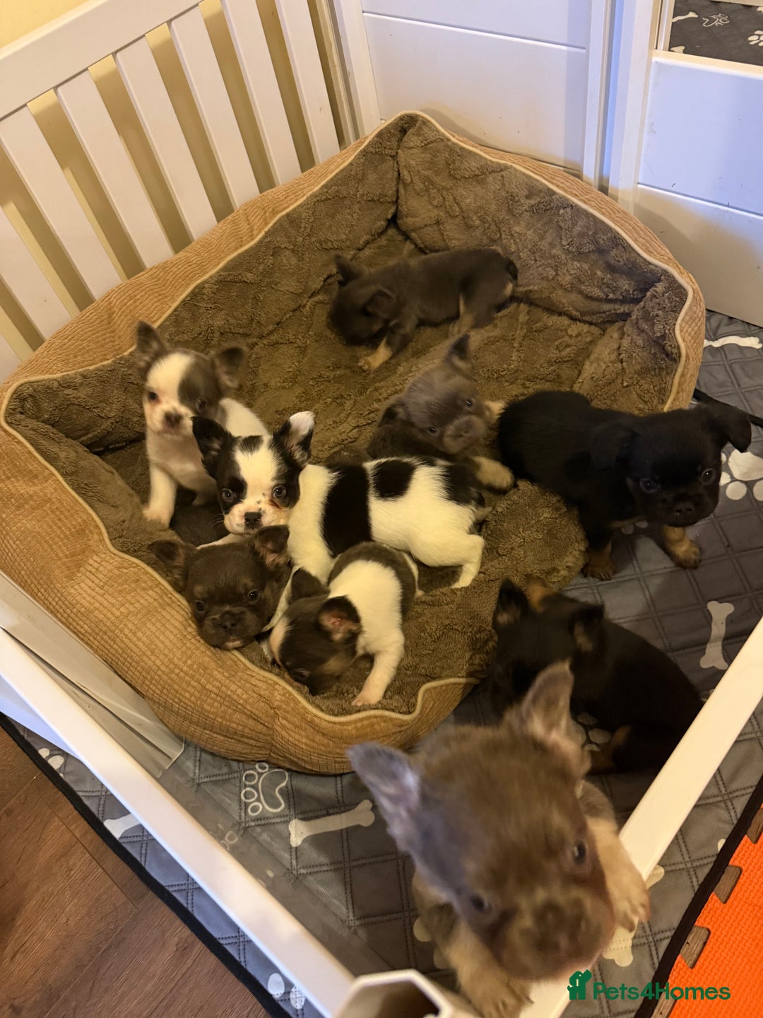 French Bulldog dogs for sale: Kc reg Fluffy Frenchies Ready Now  - Image 1