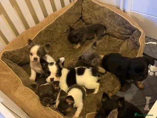 French Bulldog dogs - Advert 15