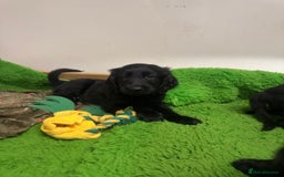 Flat coated Retriever dogs for sale: *2 Males* KC from working health tested parents - Image 7
