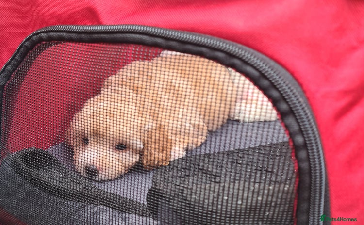 Poochon dogs - Advert 4