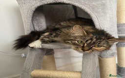 Mixed Breed cats for sale: Adorable kittens  - Image 4