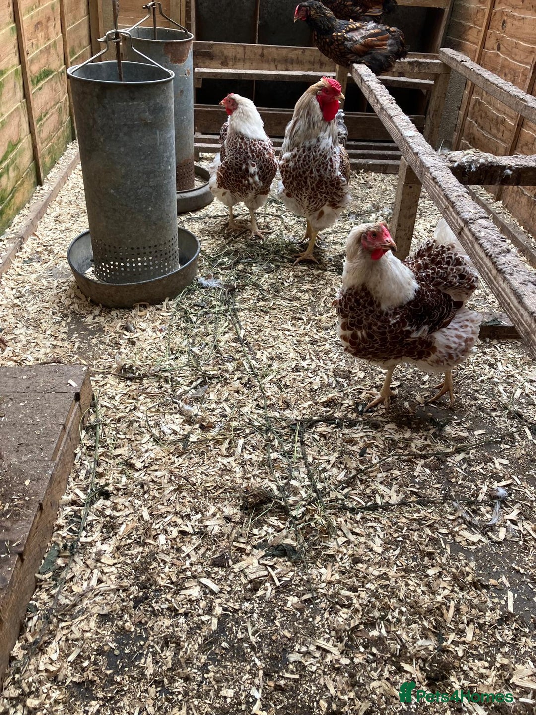 Chickens poultry for sale: Buff Laced Wyandottes - Image 2