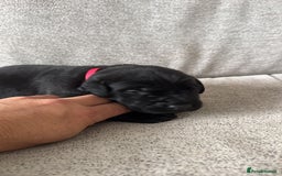 Mixed Breed dogs for sale: 🔥❤️ Beautiful labrador fur baby’s 🔥❤️ - Image 3