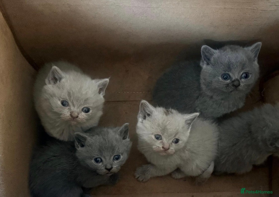 British Shorthair cats Beautiful British Shorthair Kittens for sale  - Advert 2