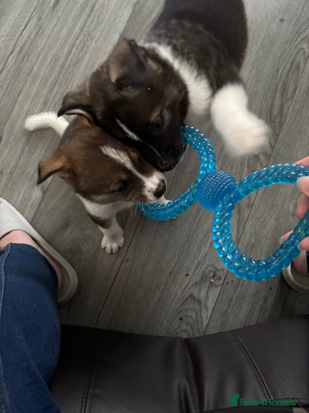 Akita dogs for sale: Akita pups Ready to leave 1st August  in Runcorn - Image 34