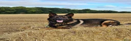 German Shepherd dogs for sale: Kc reg working line German shepherd pups in Barnsley - Advert 31